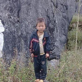 Lau Mi, Vietnam Lau Mi