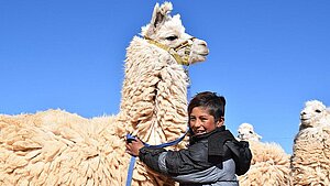 SiGi verschenkt verschenkt Lama zur Wollgewinnung in Bolivien