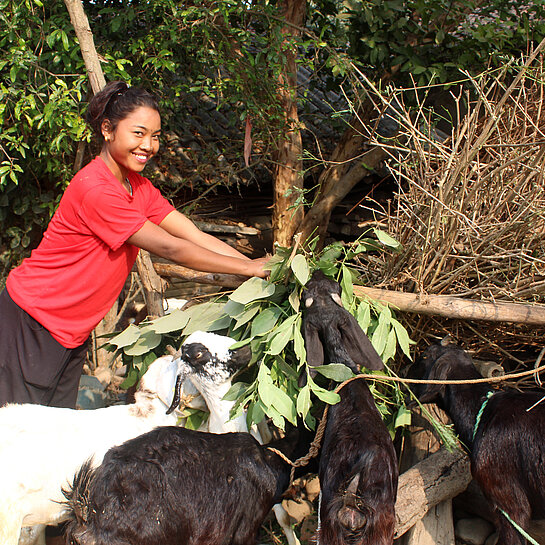 Junge Frau steht neben ein paar Ziegen und füttert sie mit Grünzeug