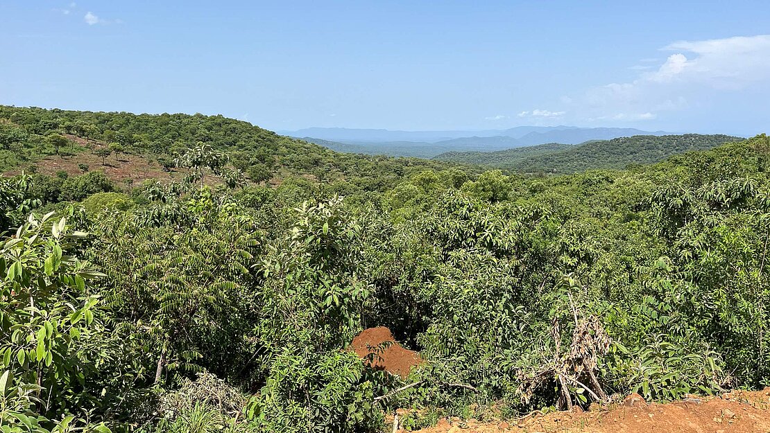 Ein grünes und dicht bewaldetes Tal