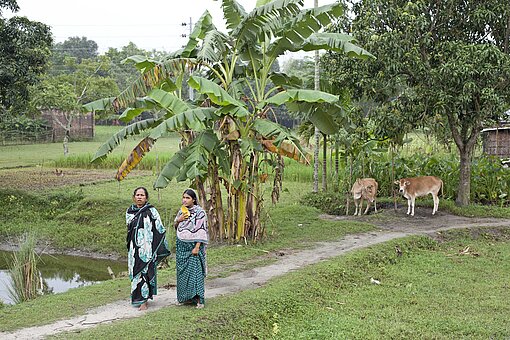 Zwei Frauen stehen in einem Reisfeld in Banglad